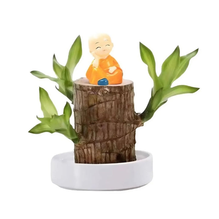 Onderhoudsarme kamerplant, luchtzuiverend Braziliaans hout, hydrocultuurset, kleine geluksplant