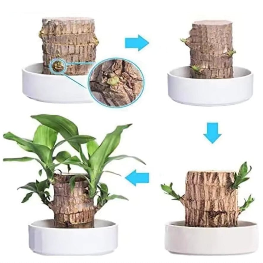 Onderhoudsarme kamerplant, luchtzuiverend Braziliaans hout, hydrocultuurset, kleine geluksplant